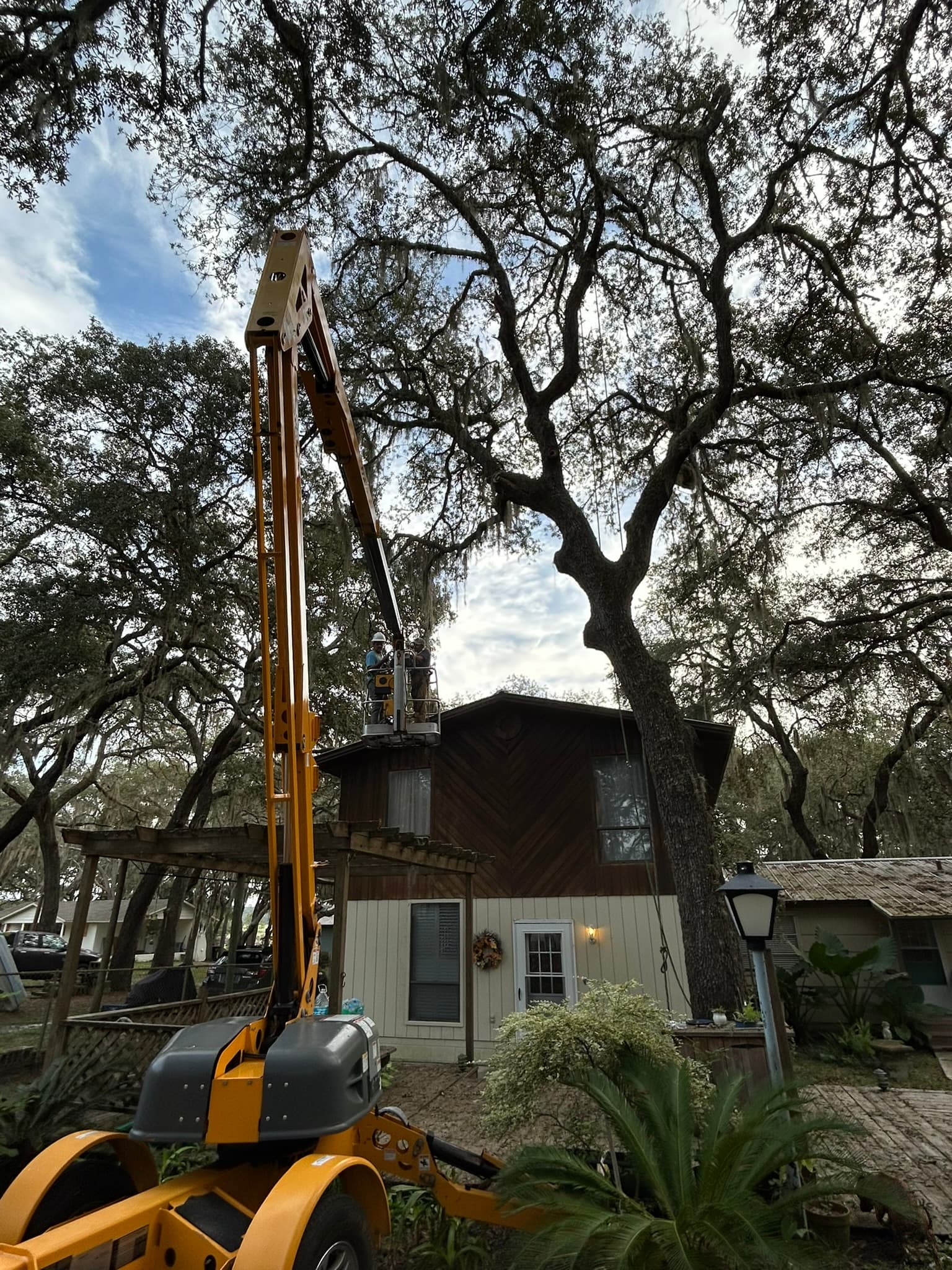 Patriot Trees job photo 23