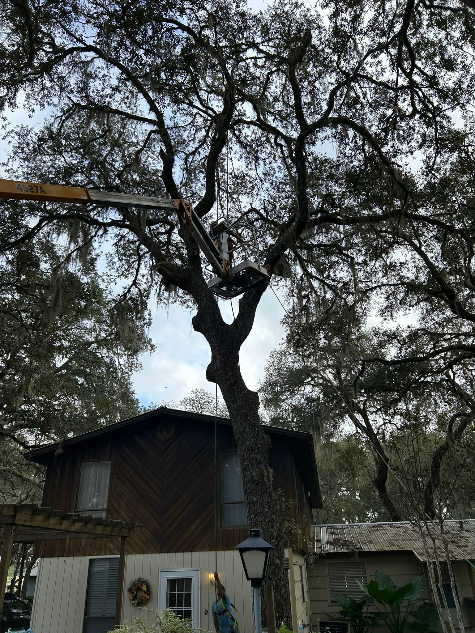 Patriot Trees job photo 24