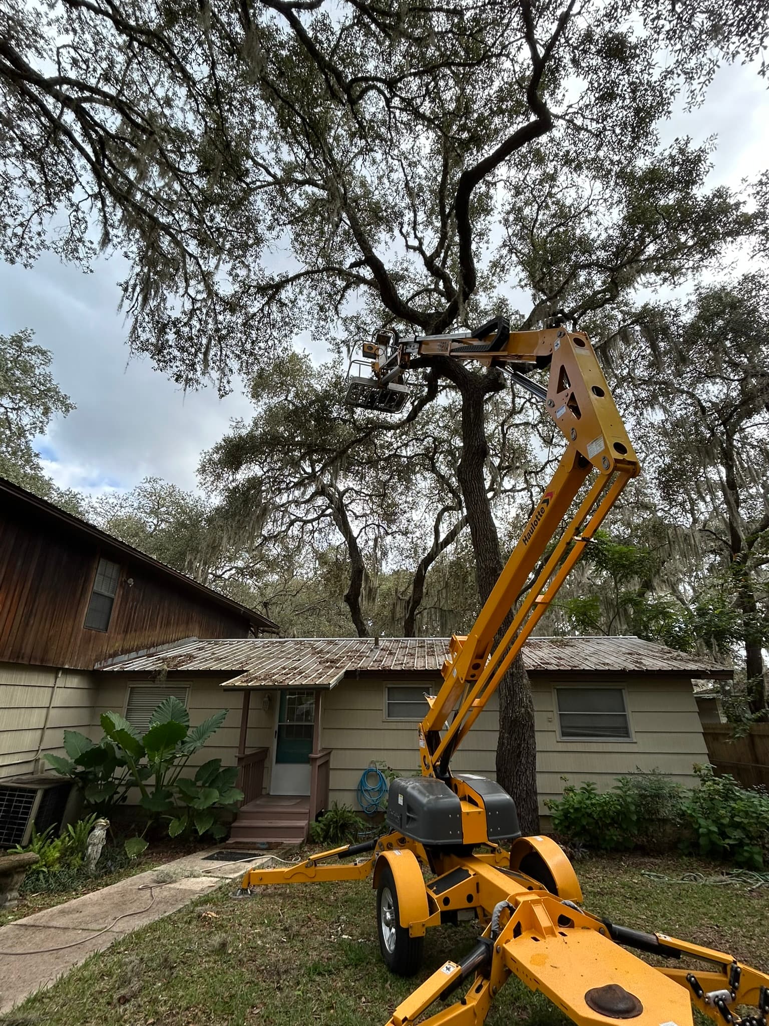 Patriot Trees job photo 25