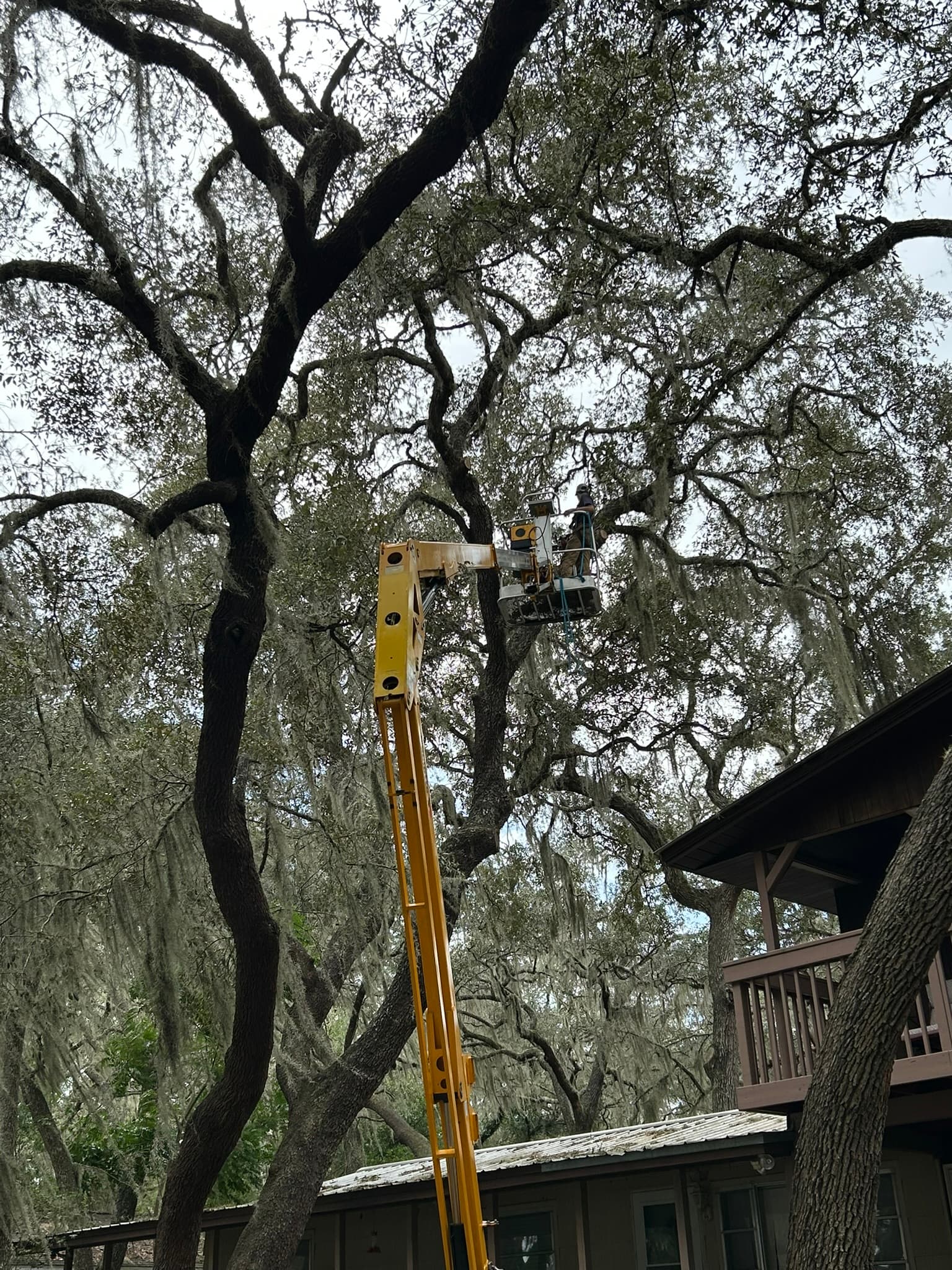 Patriot Trees job photo 26