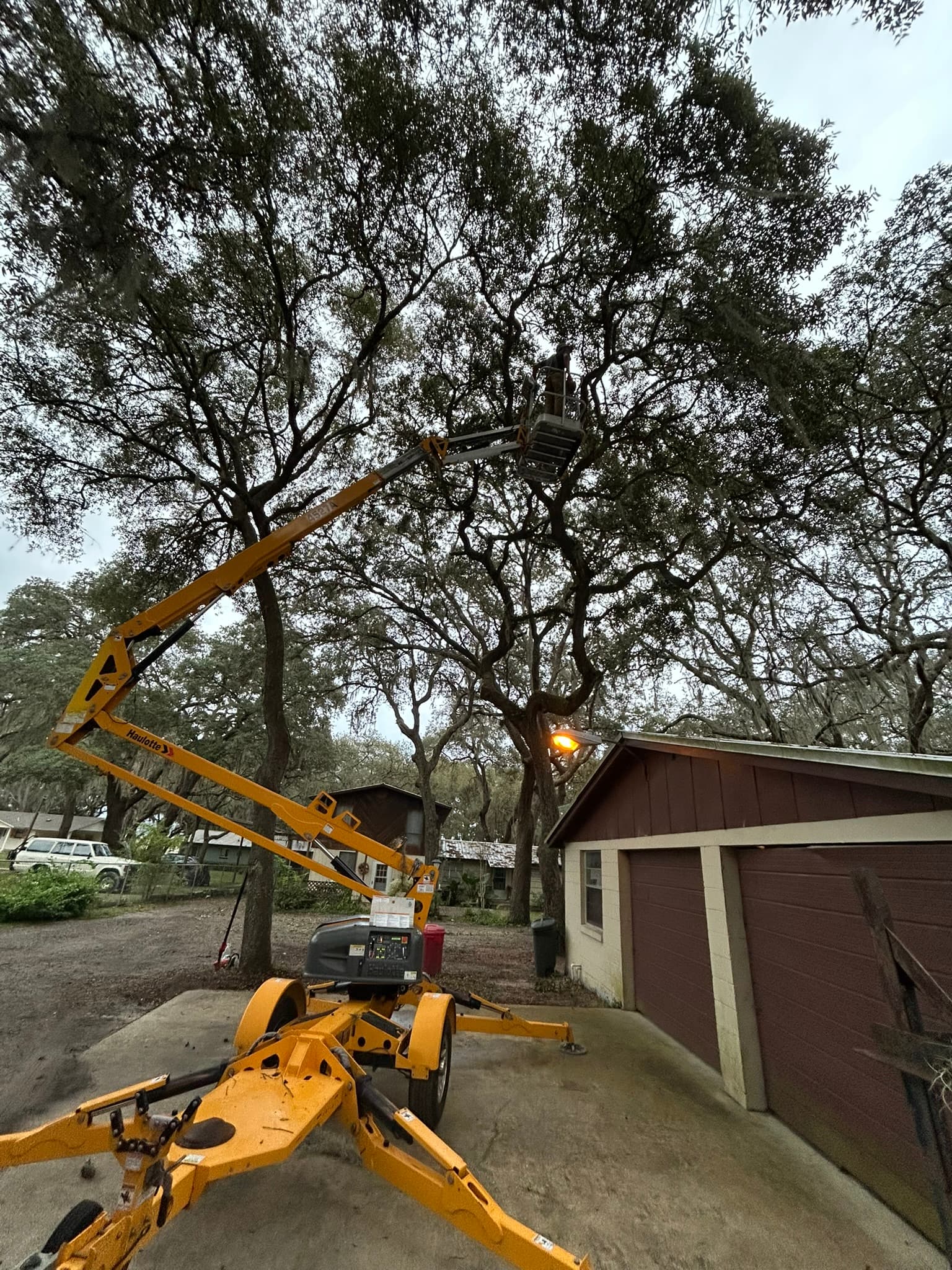 Patriot Trees job photo 27