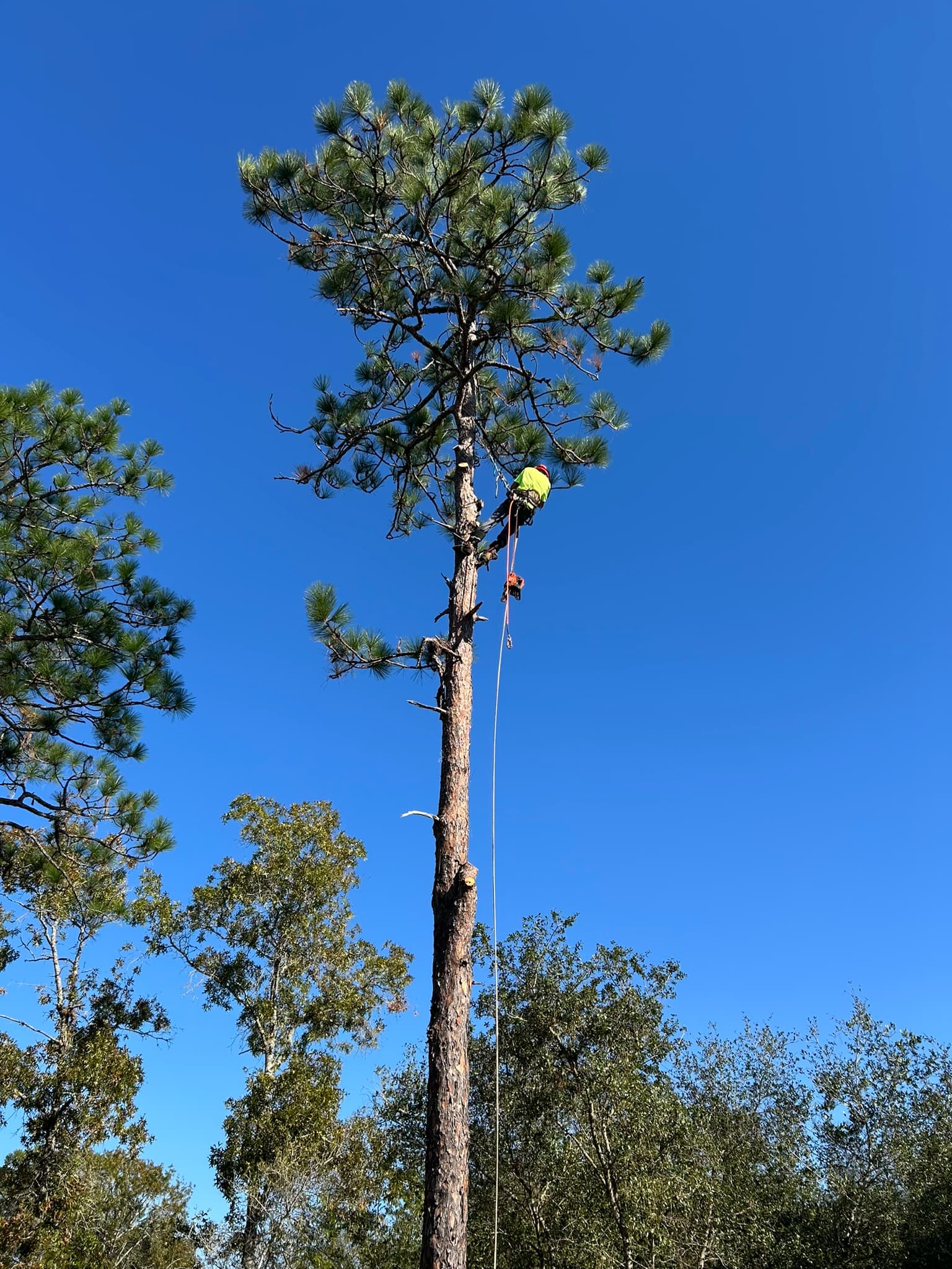 Patriot Trees job photo 29
