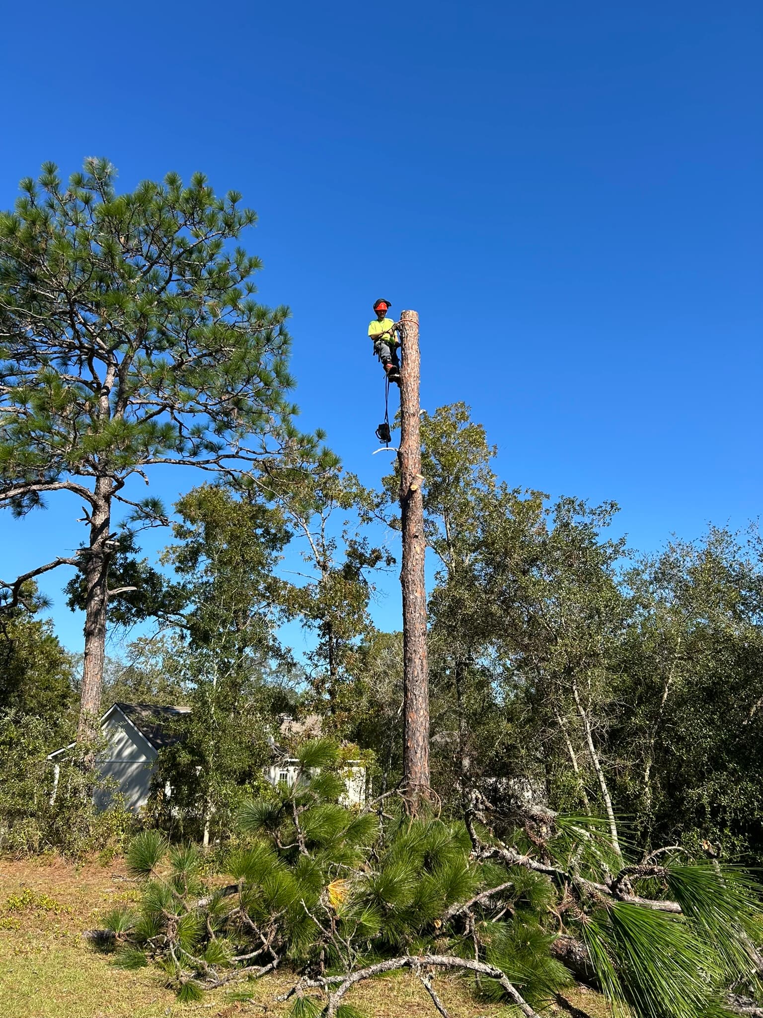 Patriot Trees job photo 30