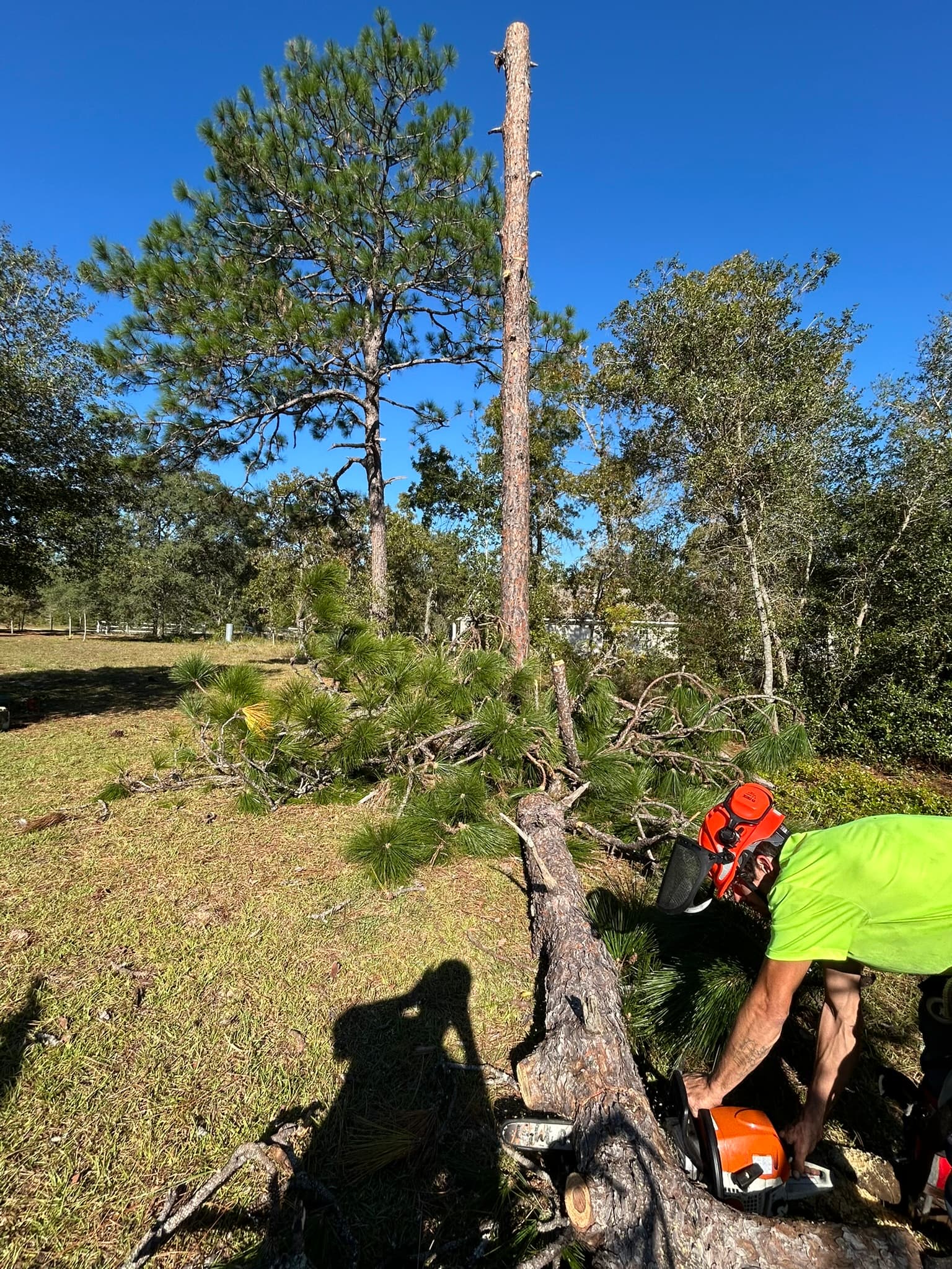 Patriot Trees job photo 31