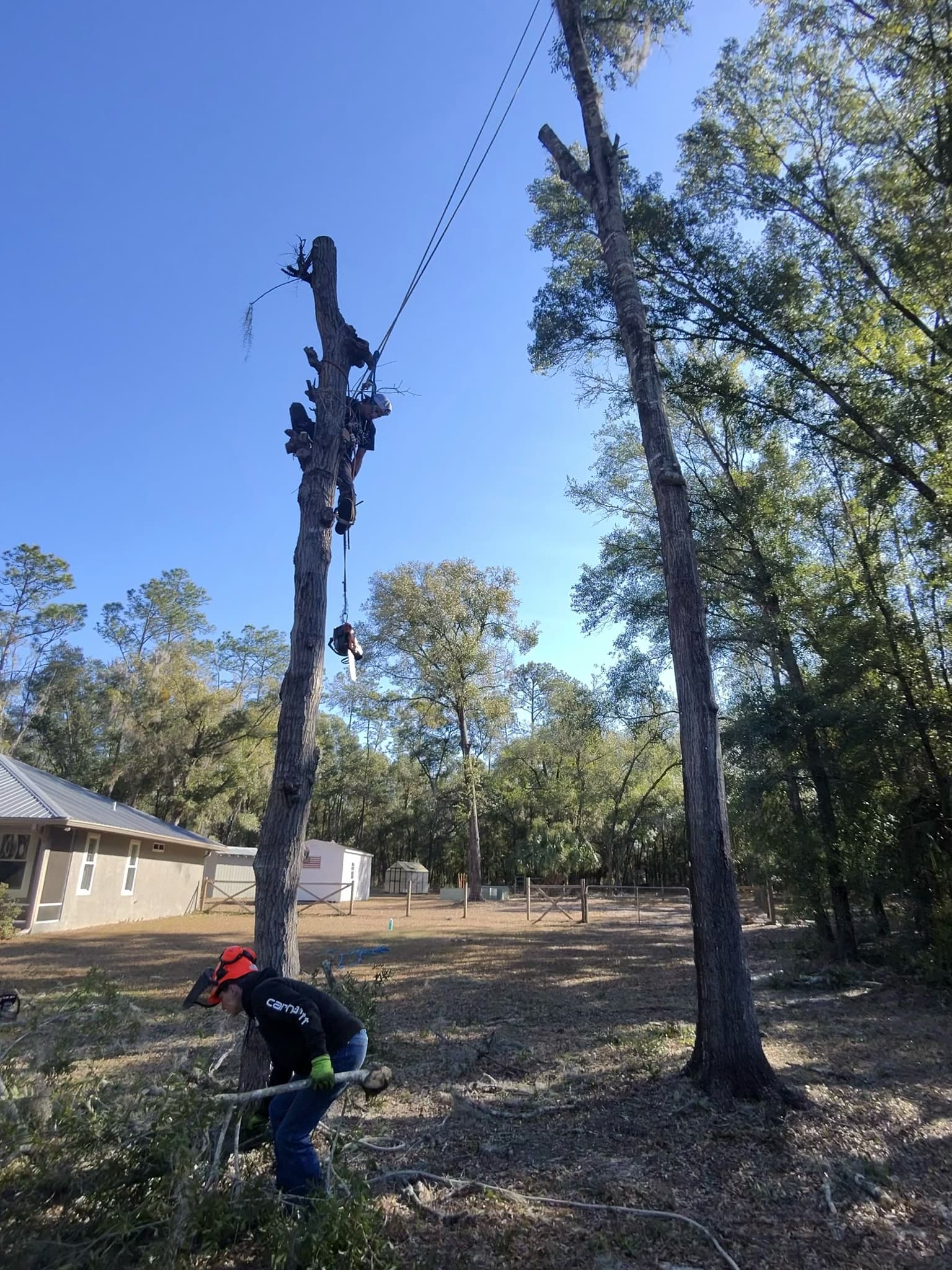 Patriot Trees job photo 33