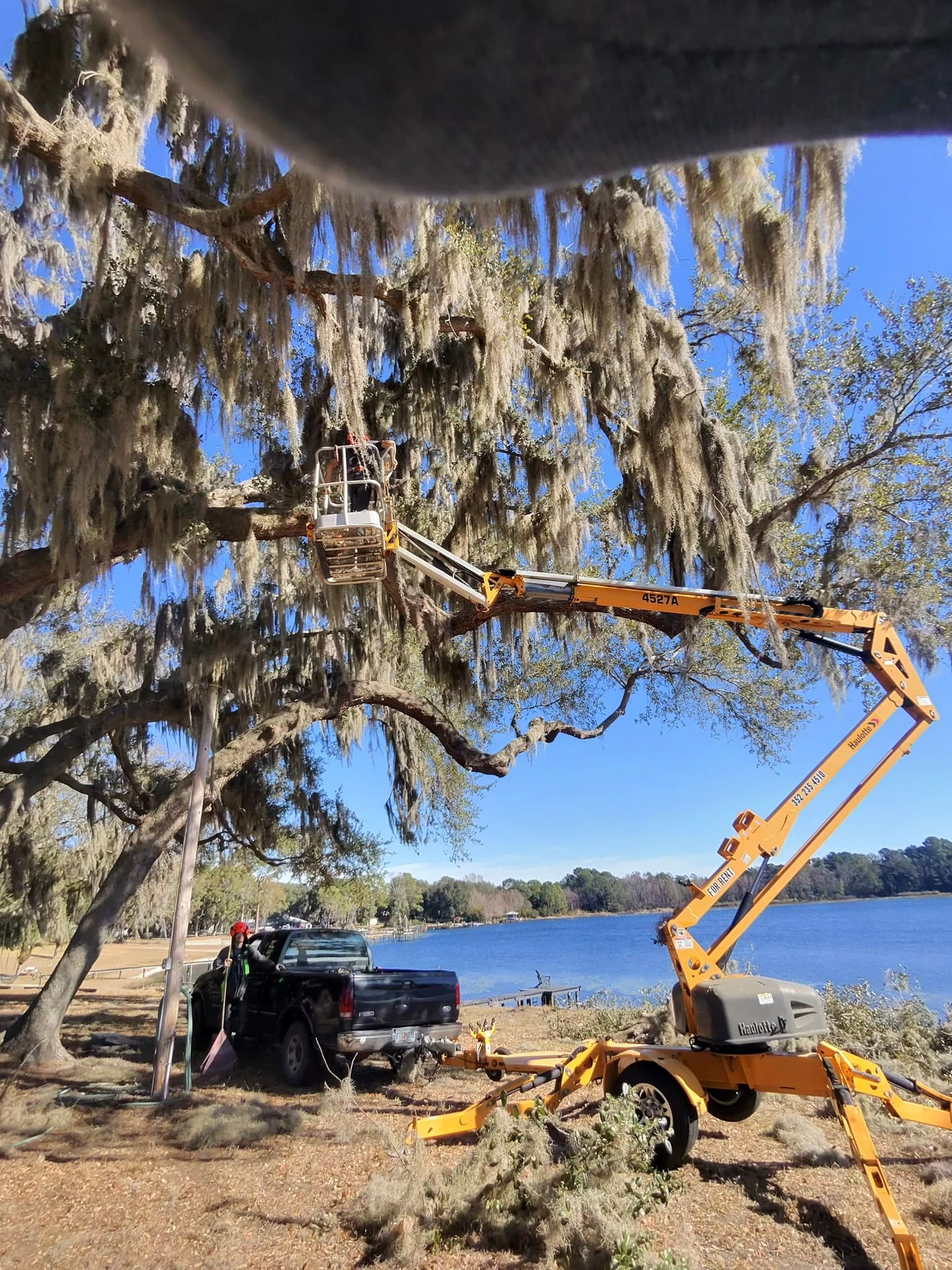 Patriot Trees job photo 34