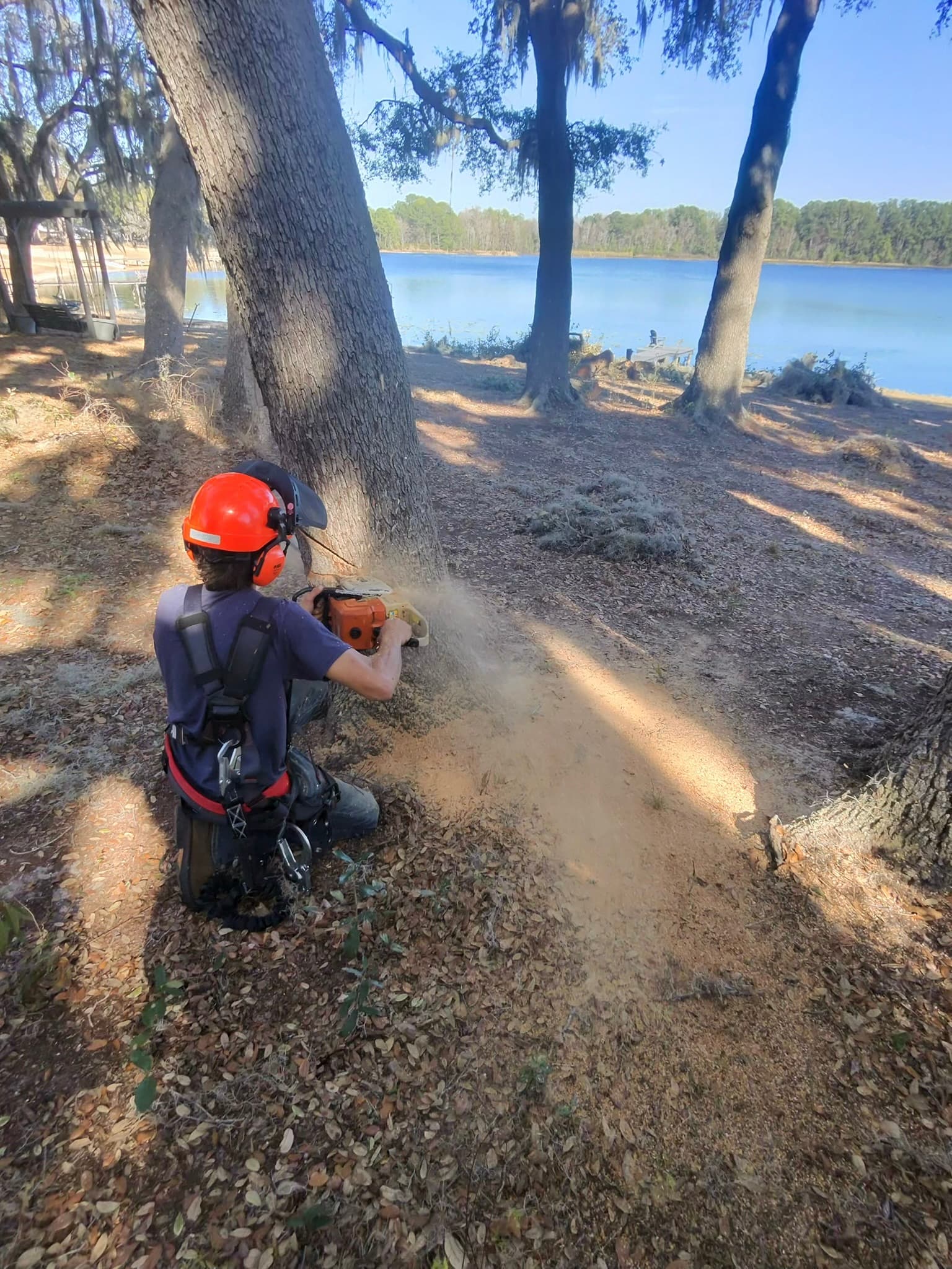 Patriot Trees job photo 37