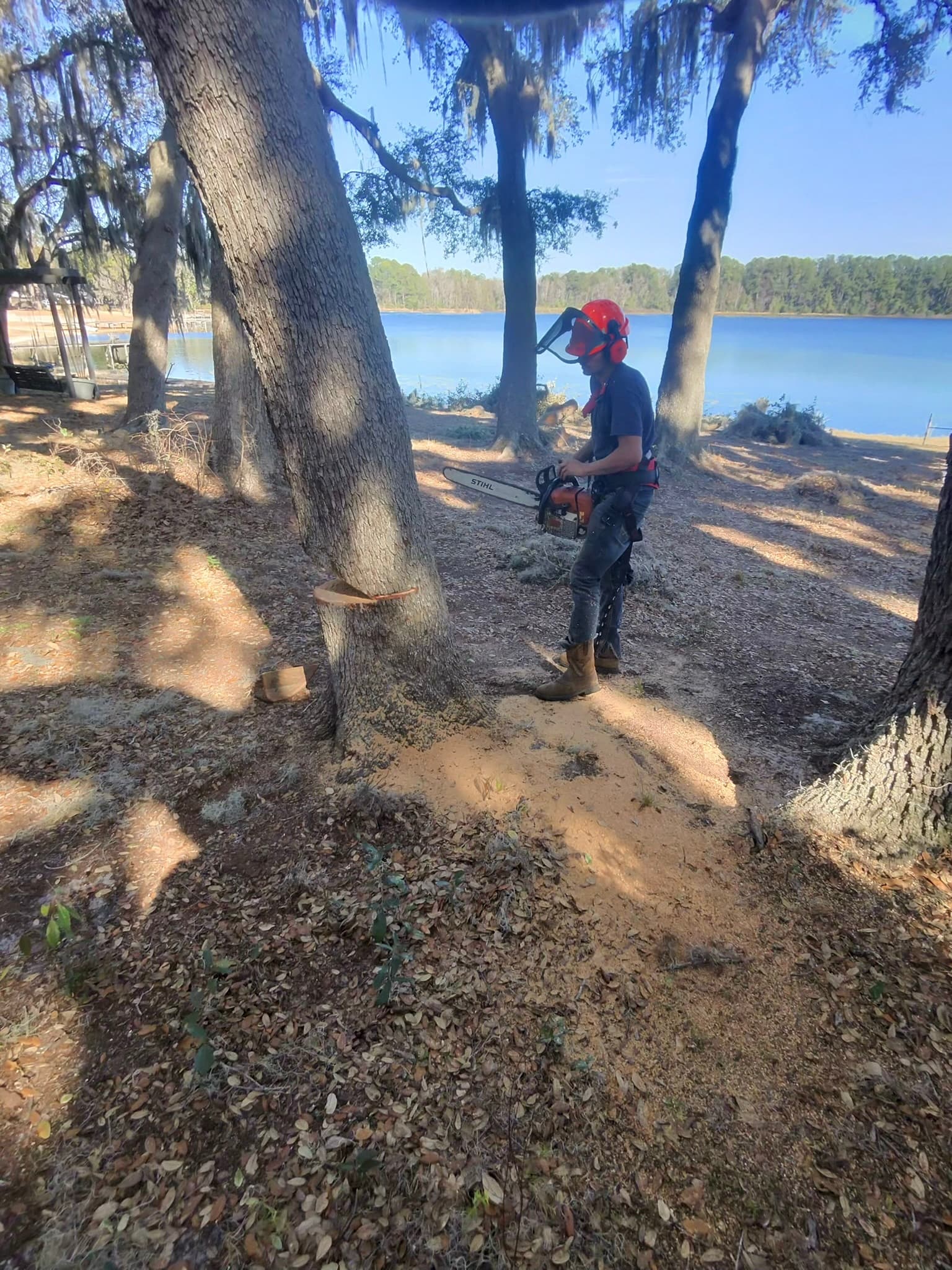 Patriot Trees job photo 38