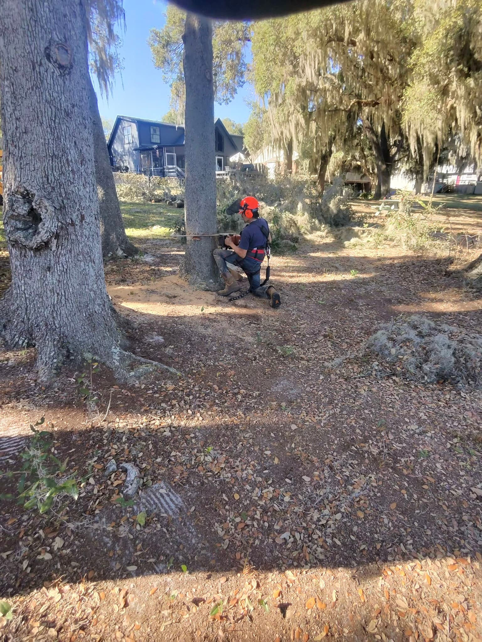 Patriot Trees job photo 39