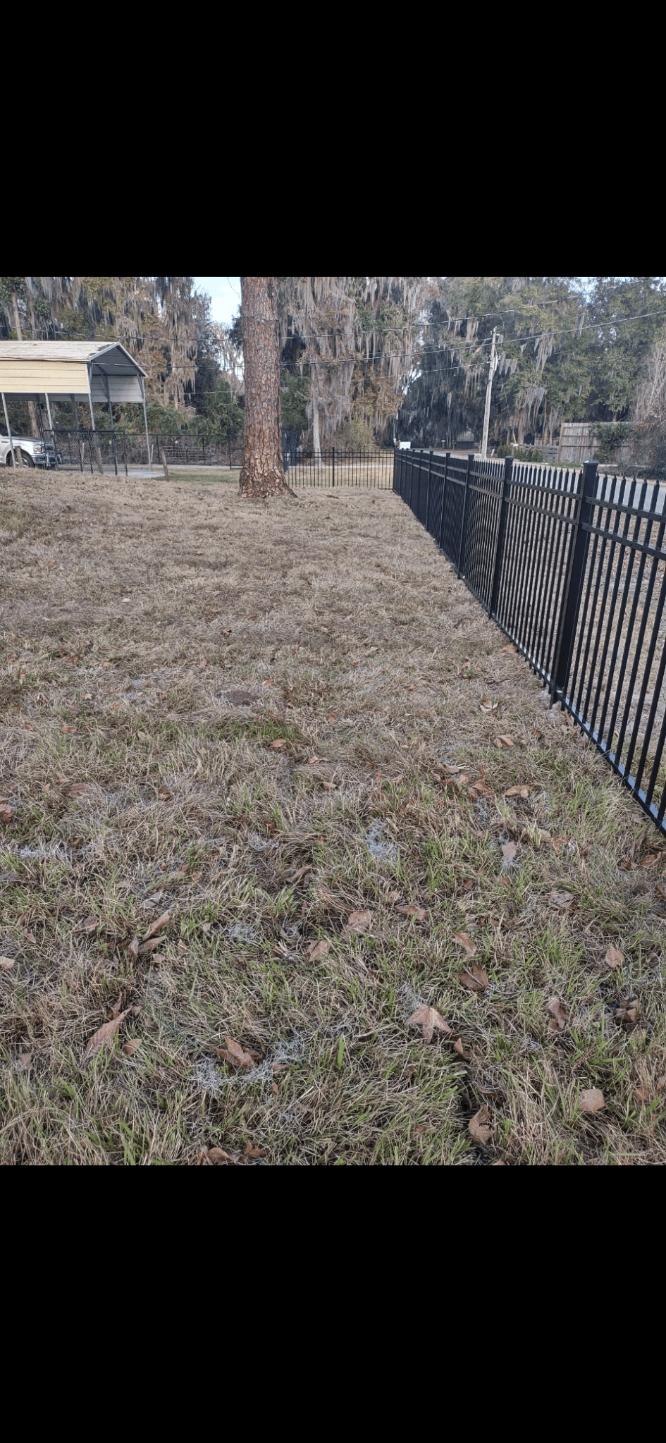 Patriot Trees job photo 4