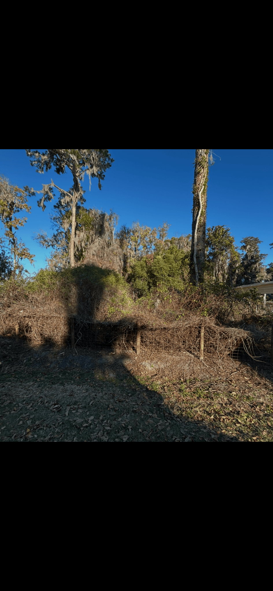 Patriot Trees job photo 6