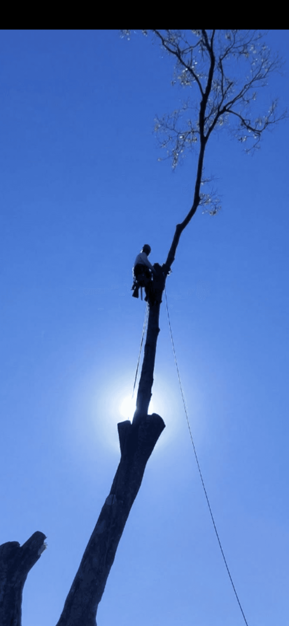 Patriot Trees job photo 7