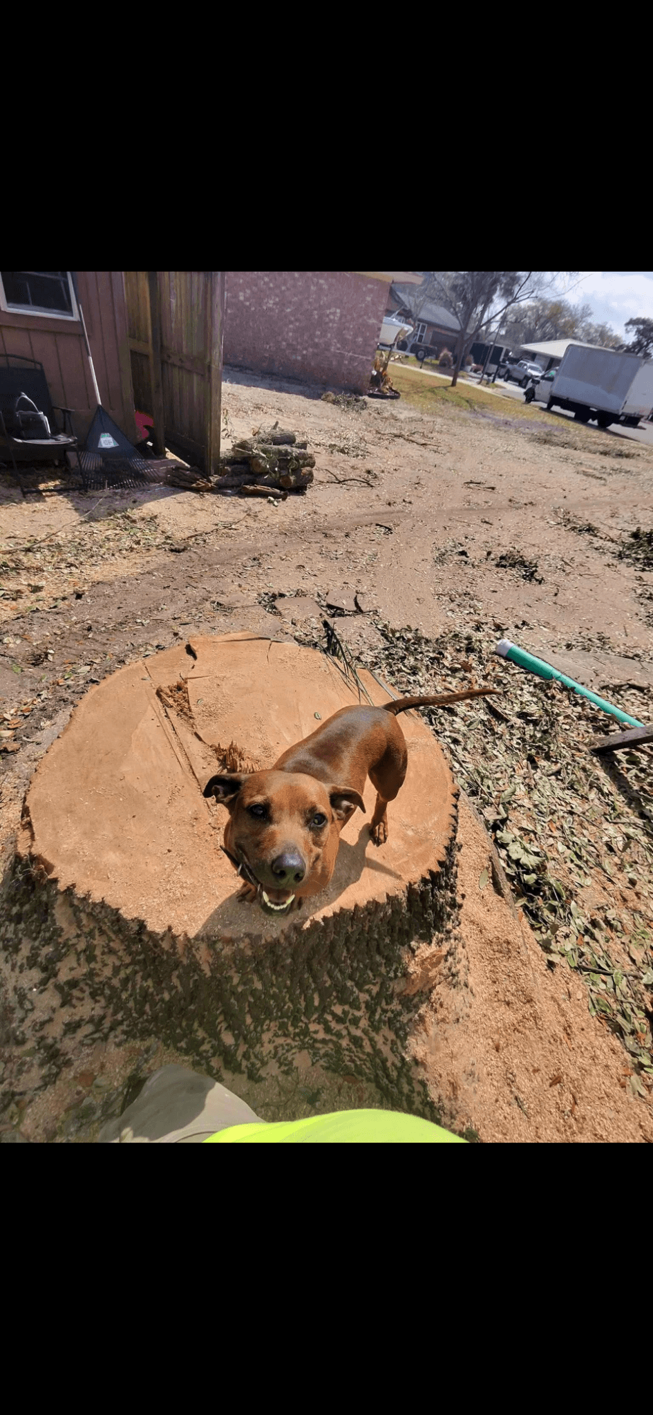 Patriot Trees job photo 8