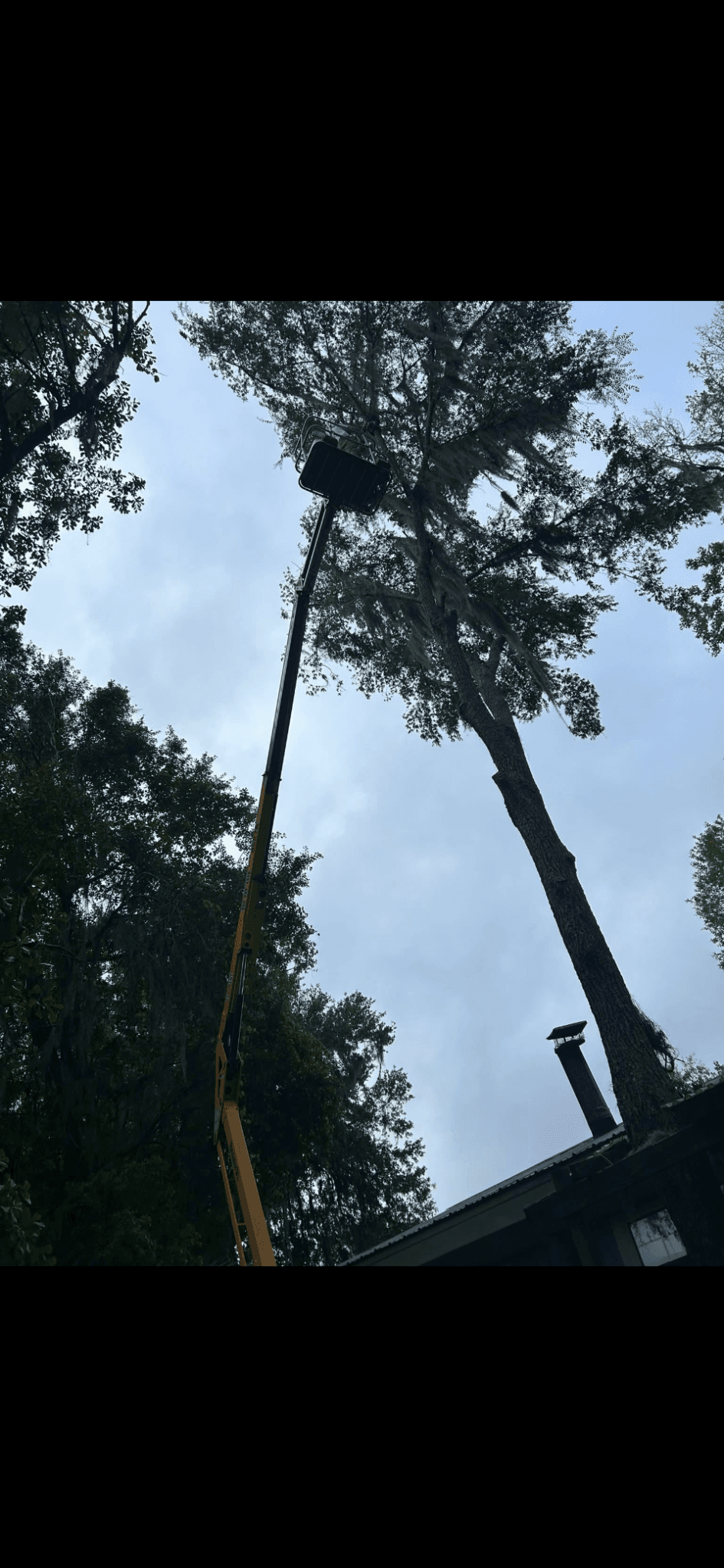 Patriot Trees job photo 10