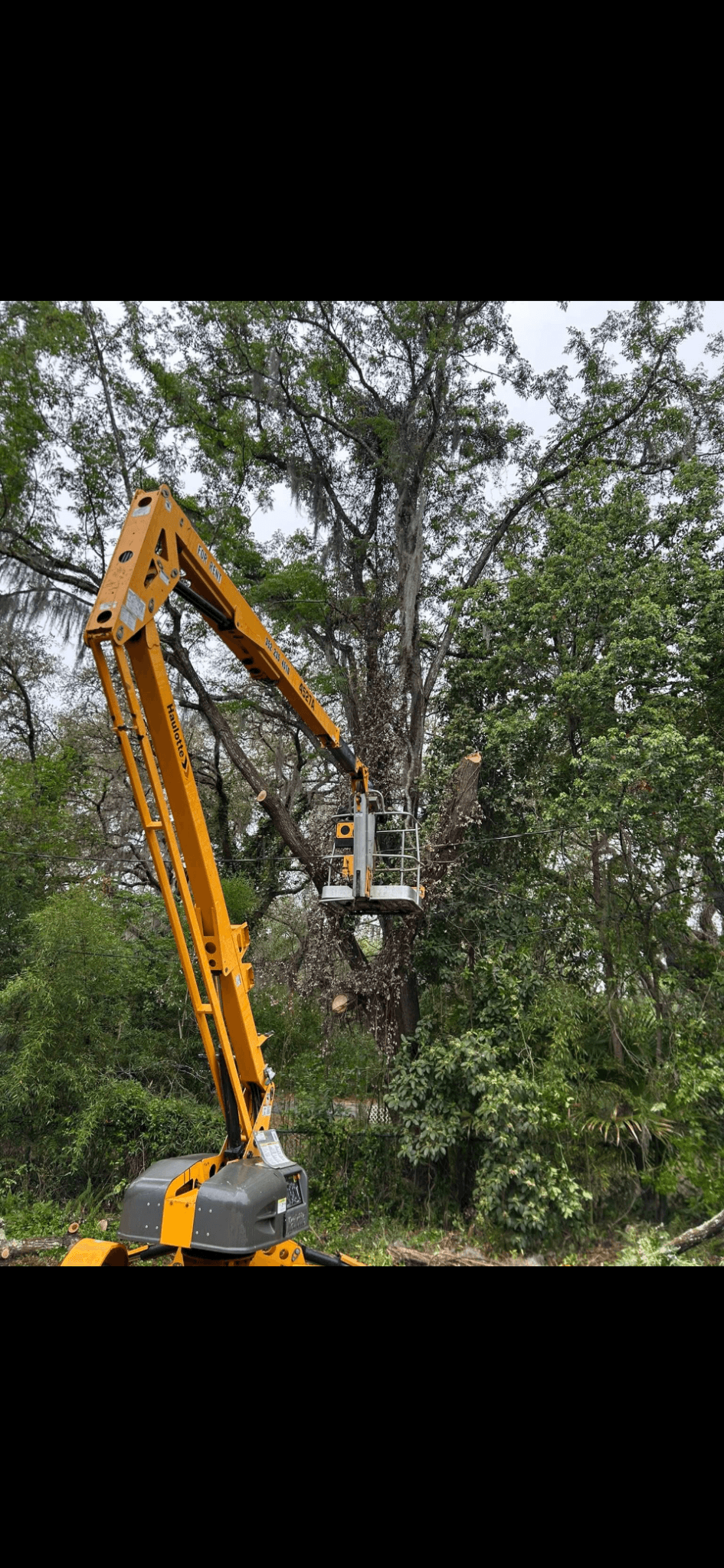 Patriot Trees job photo 12