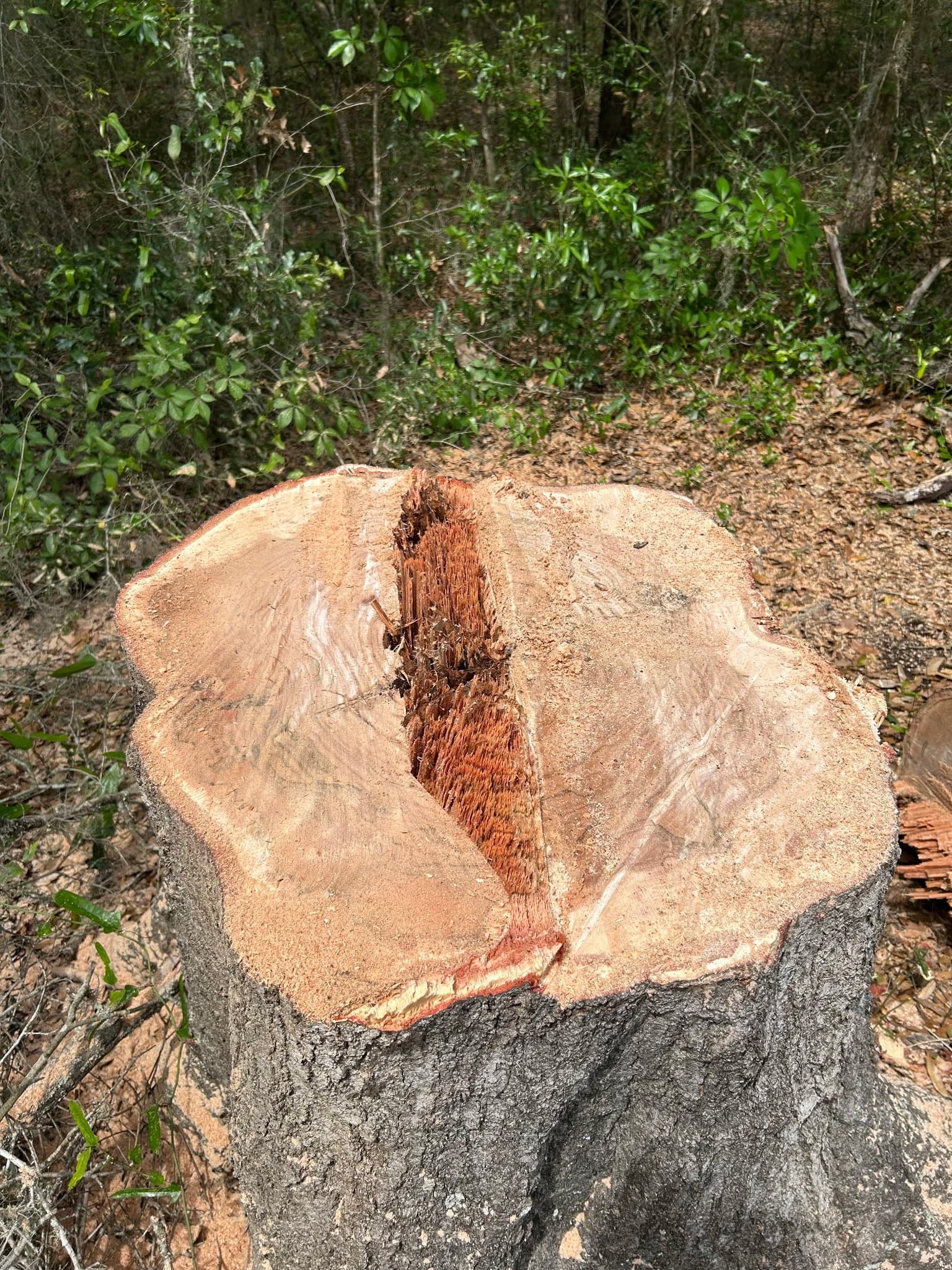 Patriot Trees job photo 13