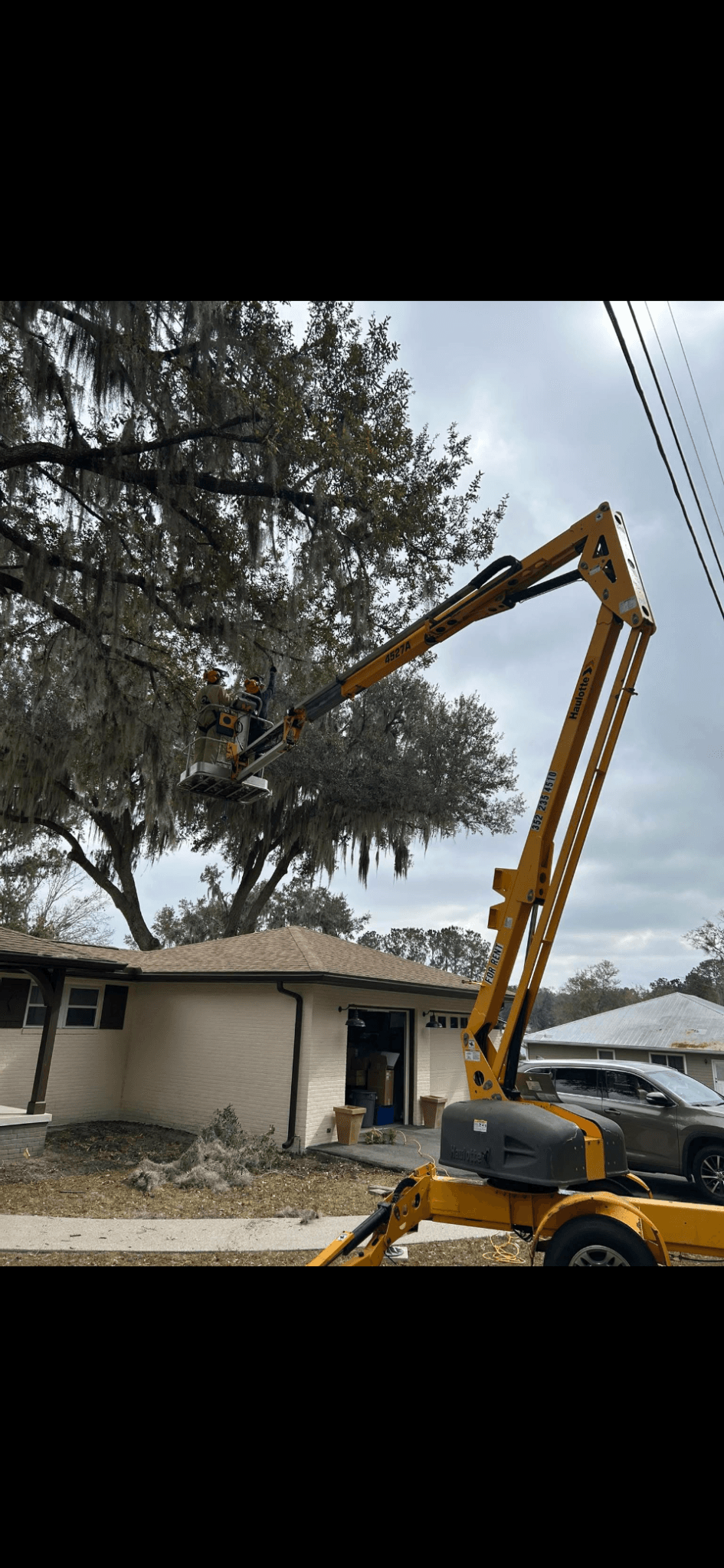Patriot Trees job photo 15