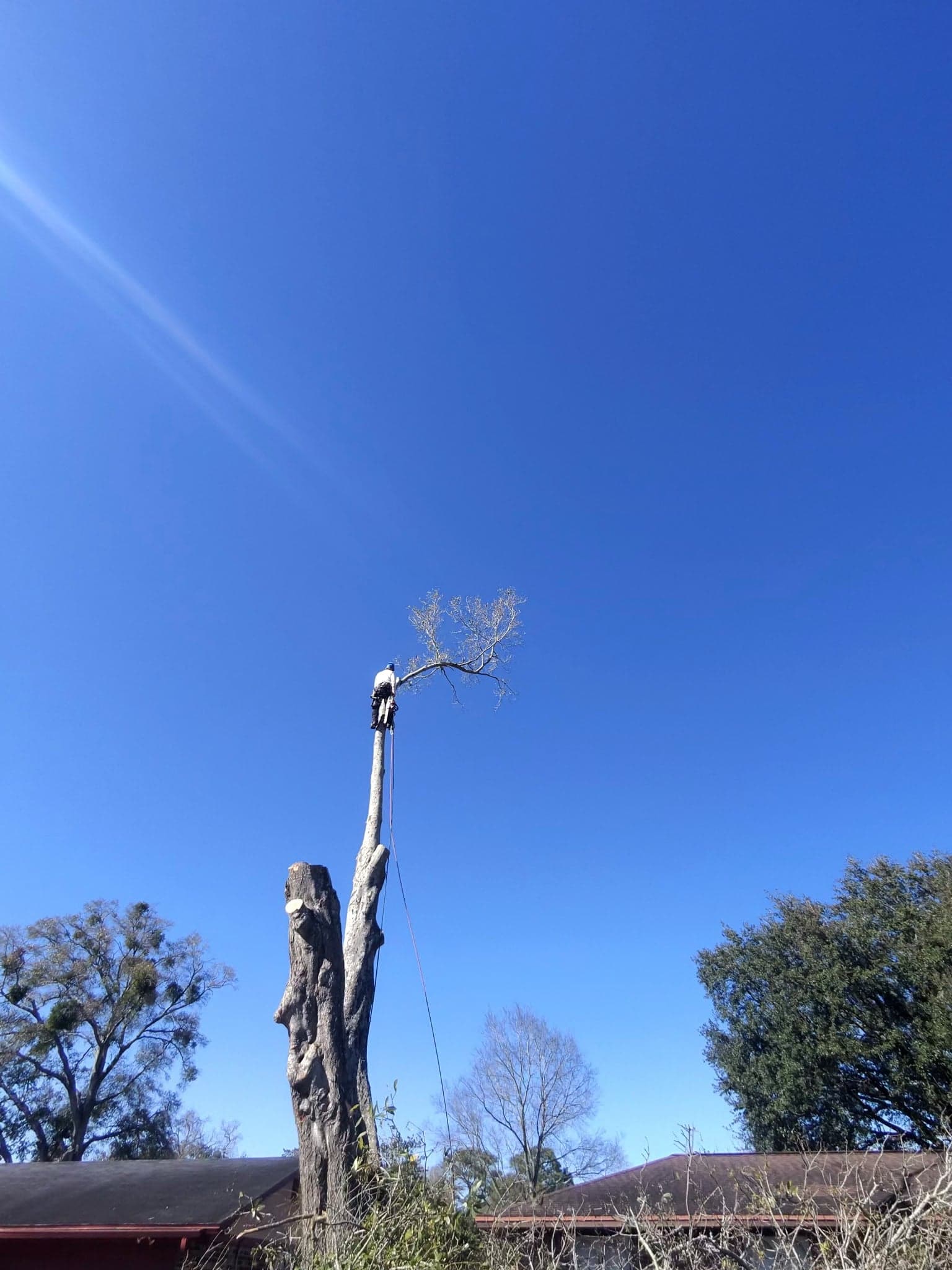 Patriot Trees job photo 18