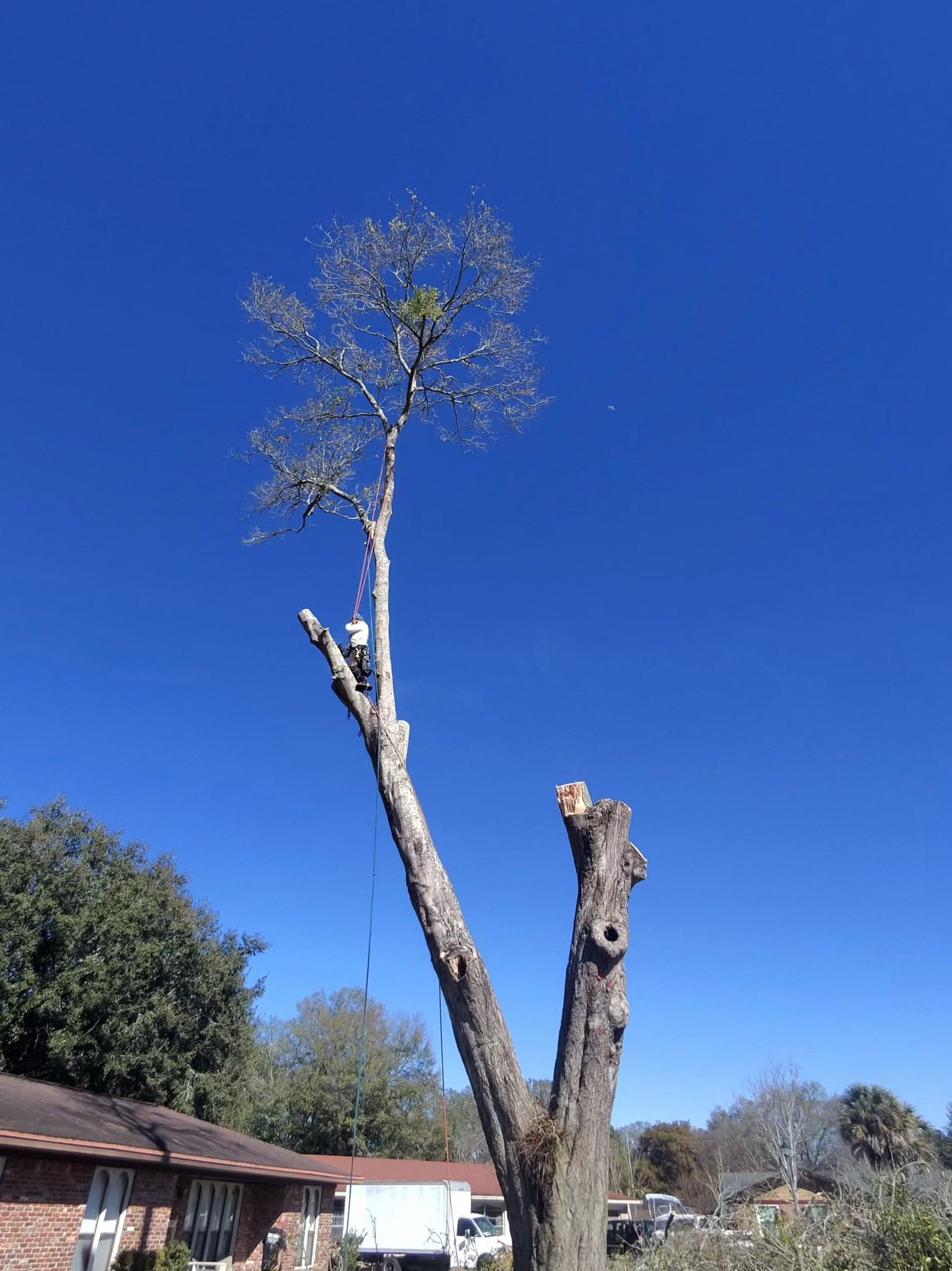 Patriot Trees job photo 20